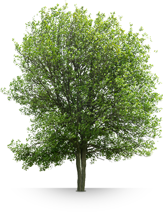 Filter so effektiv wie die Natur selbst